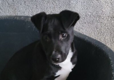 Namenspate gesucht 5 – Rüde