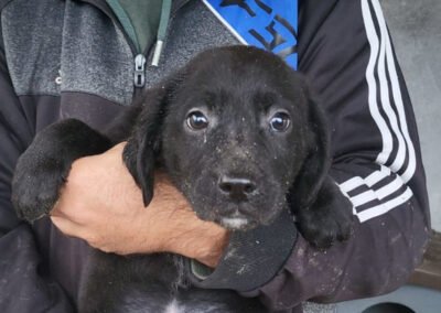 Namenspate gesucht 6 – Rüde