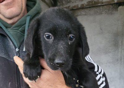 Namenspate gesucht 7 – Rüde