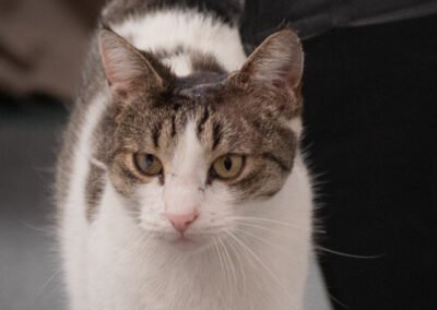 Namenspate gesucht 9 – Katze