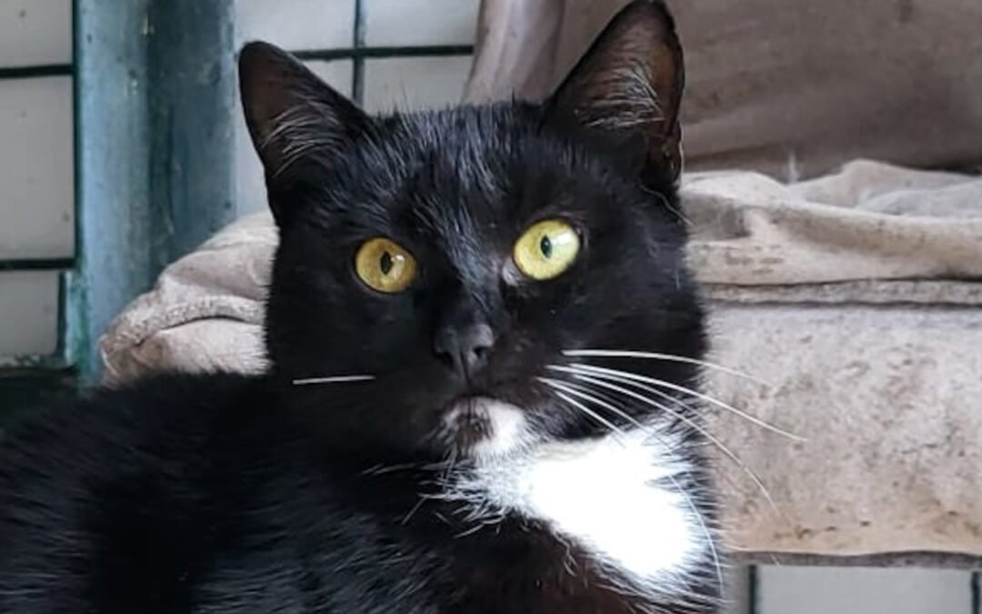 Namenspate gesucht 10 – Katze