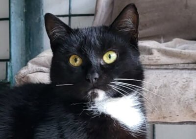 Namenspate gesucht 10 – Katze