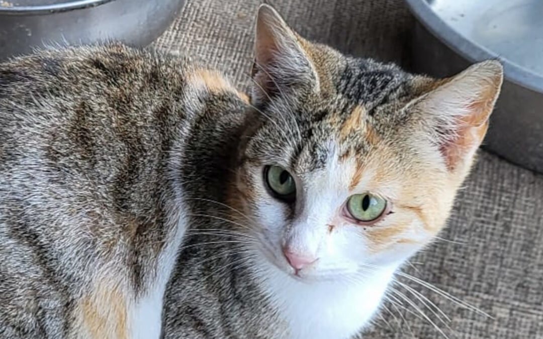 Namenspate gesucht 11 – Katze