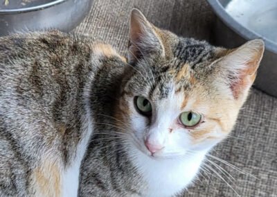 Namenspate gesucht 11 – Katze