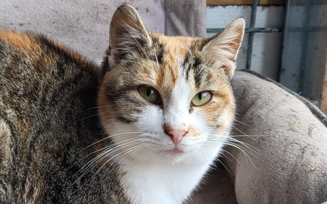 Namenspate gesucht 12 – Katze