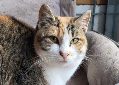 Namenspate gesucht 12 – Katze