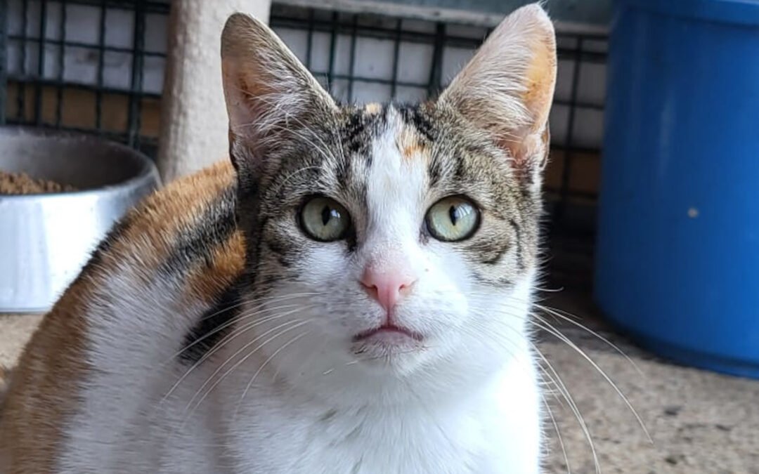 Namenspate gesucht 13 – Katze