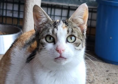 Namenspate gesucht 13 – Katze