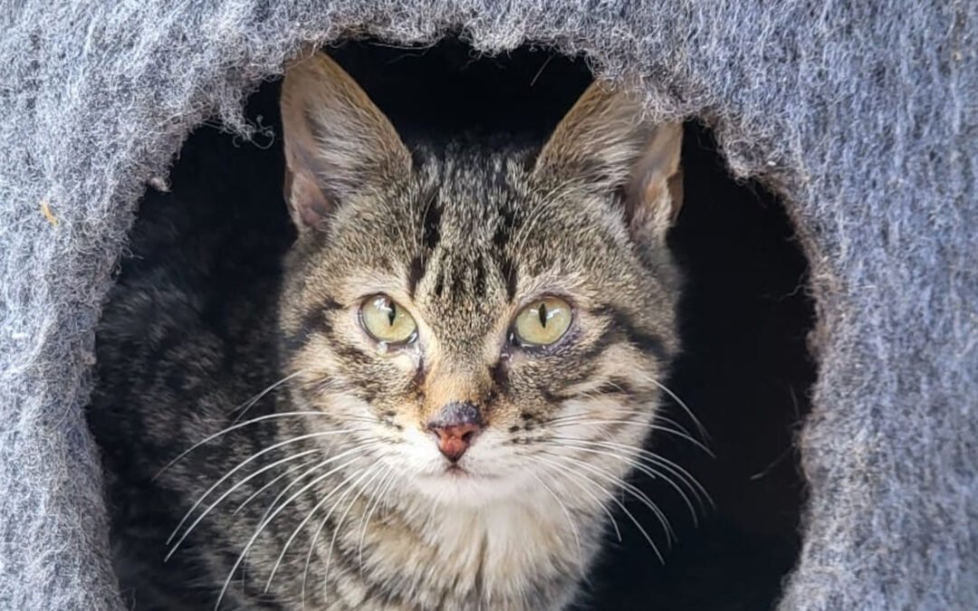 Namenspate gesucht 14 – Katze