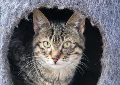 Namenspate gesucht 14 – Katze