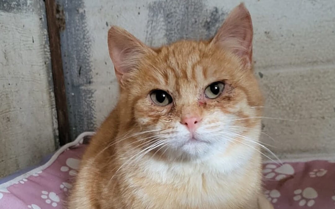 Namenspate gesucht 16 – Kater