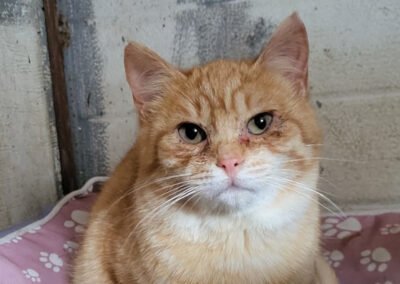 Namenspate gesucht 16 – Kater