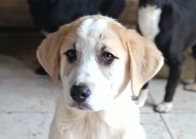 Namenspate gesucht 2 – Rüde