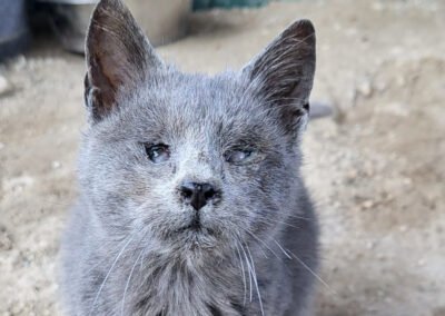 Namenspate gesucht 3 – Katze