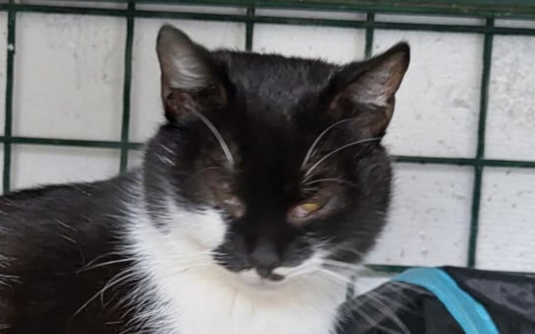 Namenspate gesucht 4 – Kater