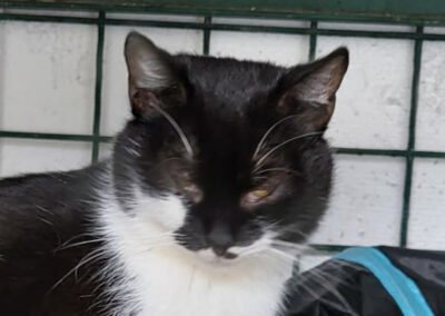 Namenspate gesucht 4 – Kater