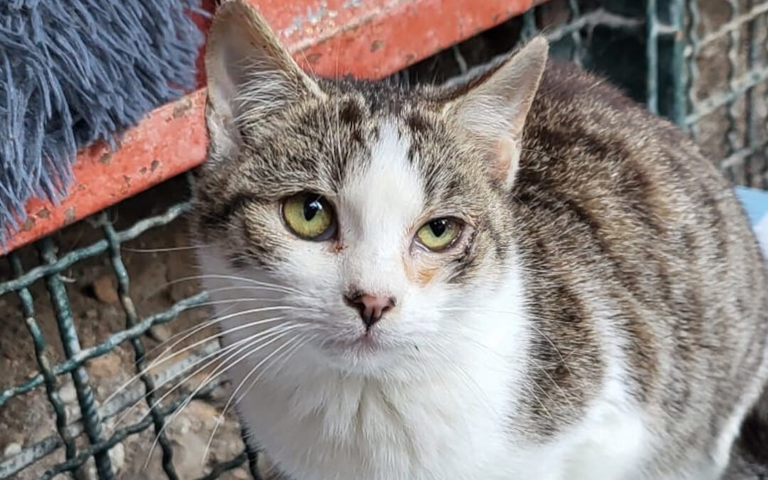 Namenspate gesucht 5 – Katze