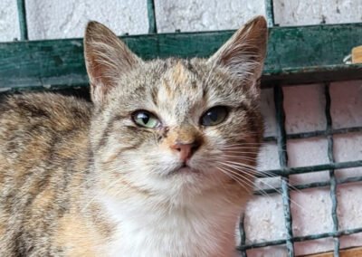 Namenspate gesucht 9 – Katze