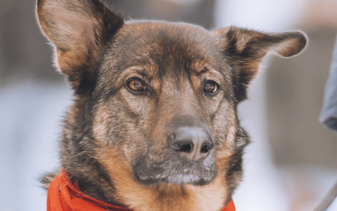 Nelli ♀️ in 25474 Bönningstedt