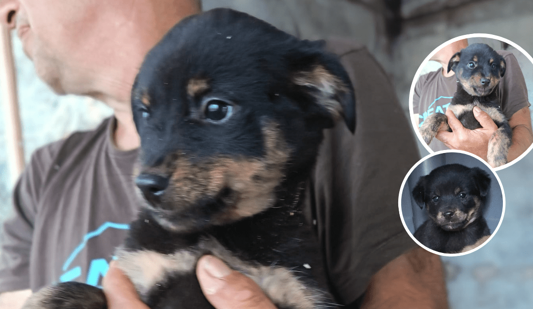 🐾 Unsere kleine Babsi möchte endlich ihr Zuhause finden – hilfst du ihr, auszureisen?