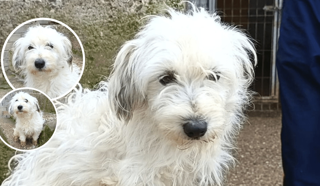 🐾 Mari wartet sehnlichst auf ihre Chance – hilfst du ihr, auszureisen?