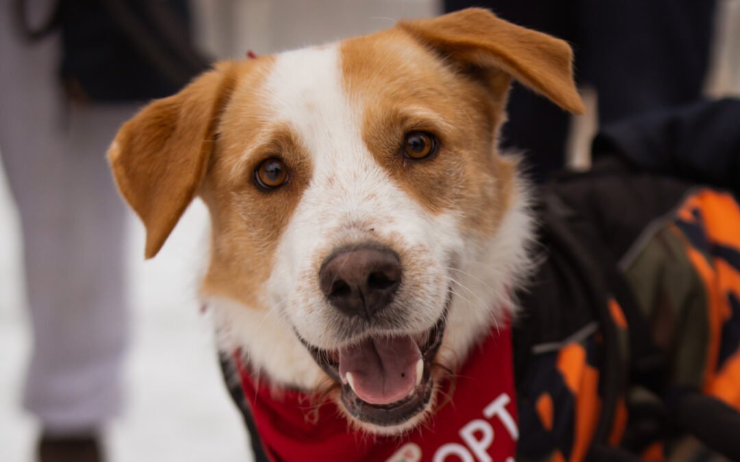 Charlie ♂️ in 99718 Greussen