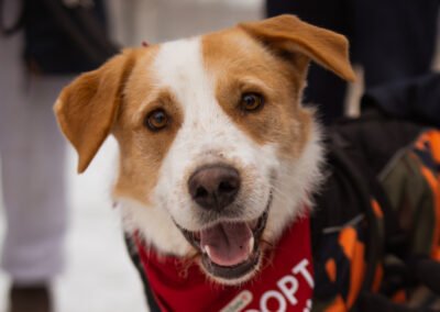 Charlie ♂️ in 99718 Greussen