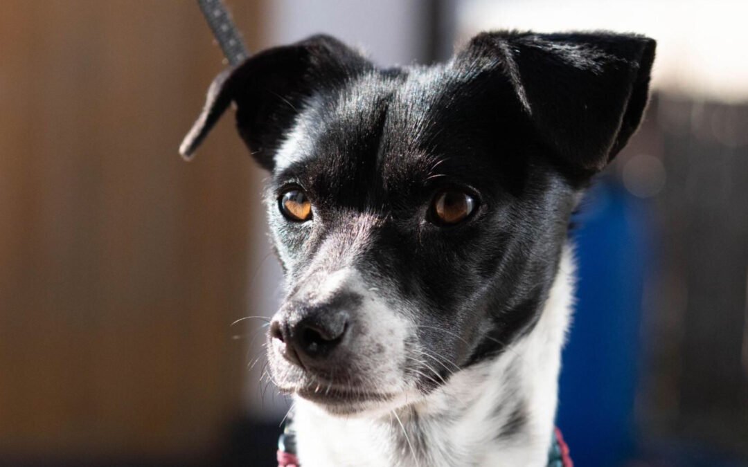 Chihiro ♀️ in 82205 Gilching