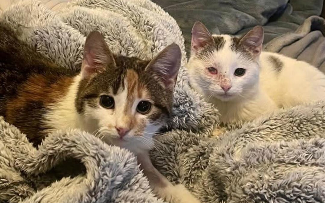 Cleo & Fina ♀️ in 67655 Kaiserslautern