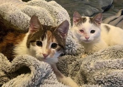 Cleo & Fina ♀️ in 67655 Kaiserslautern