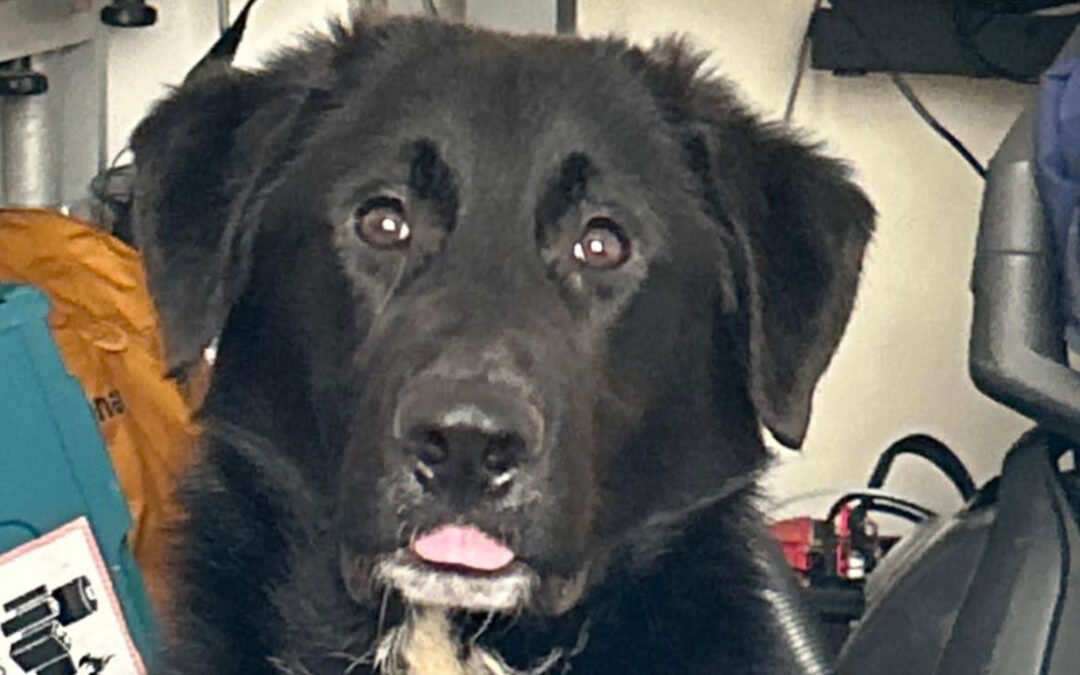 Cosmo ♂️ in 55116 Mainz