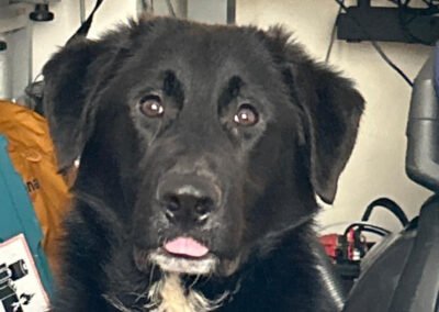 Cosmo ♂️ in 55116 Mainz