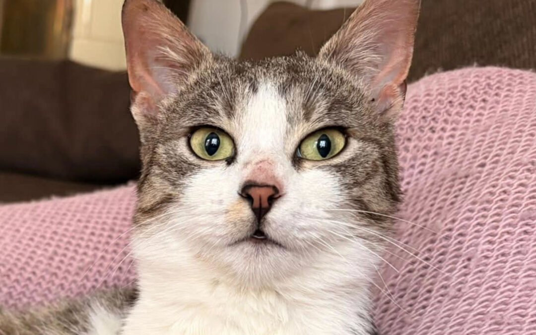 Gabbi ♂️ in 22767 Hamburg