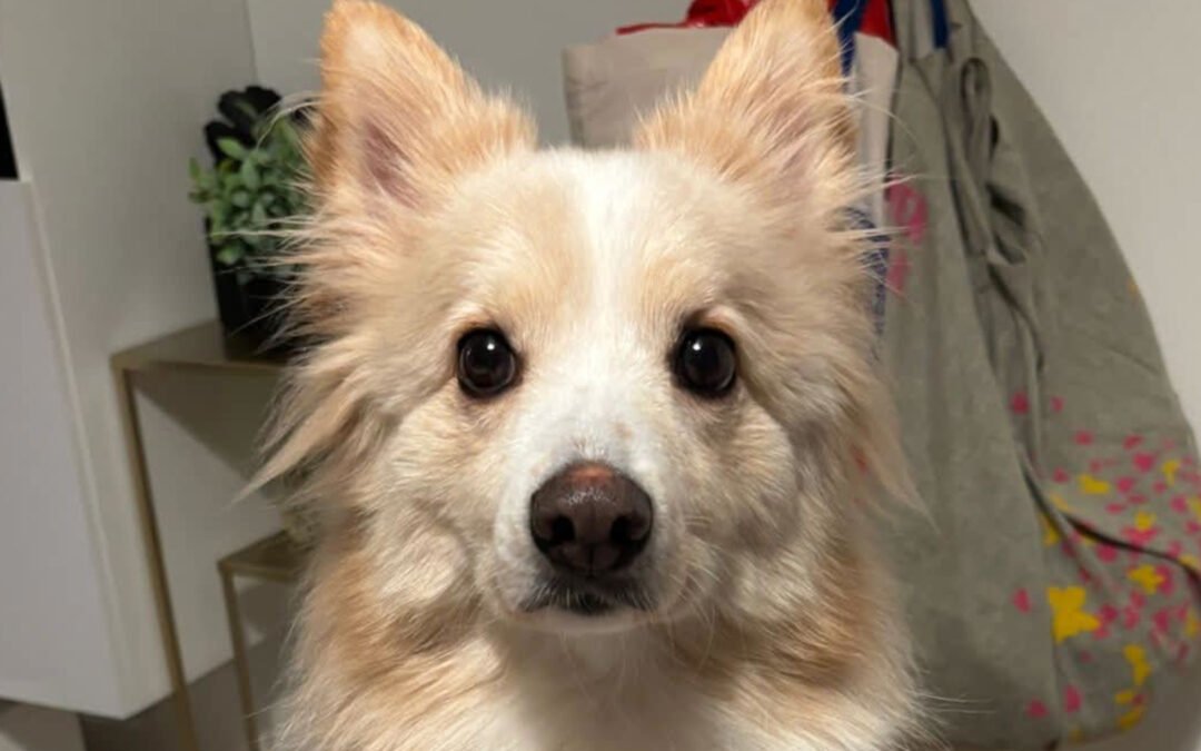 Grisha ♂️ in 22159 Hamburg