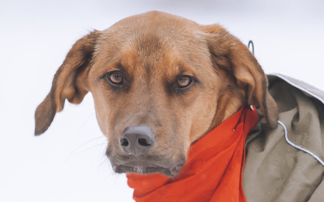 Lasko ♂️ in 22559 Hamburg