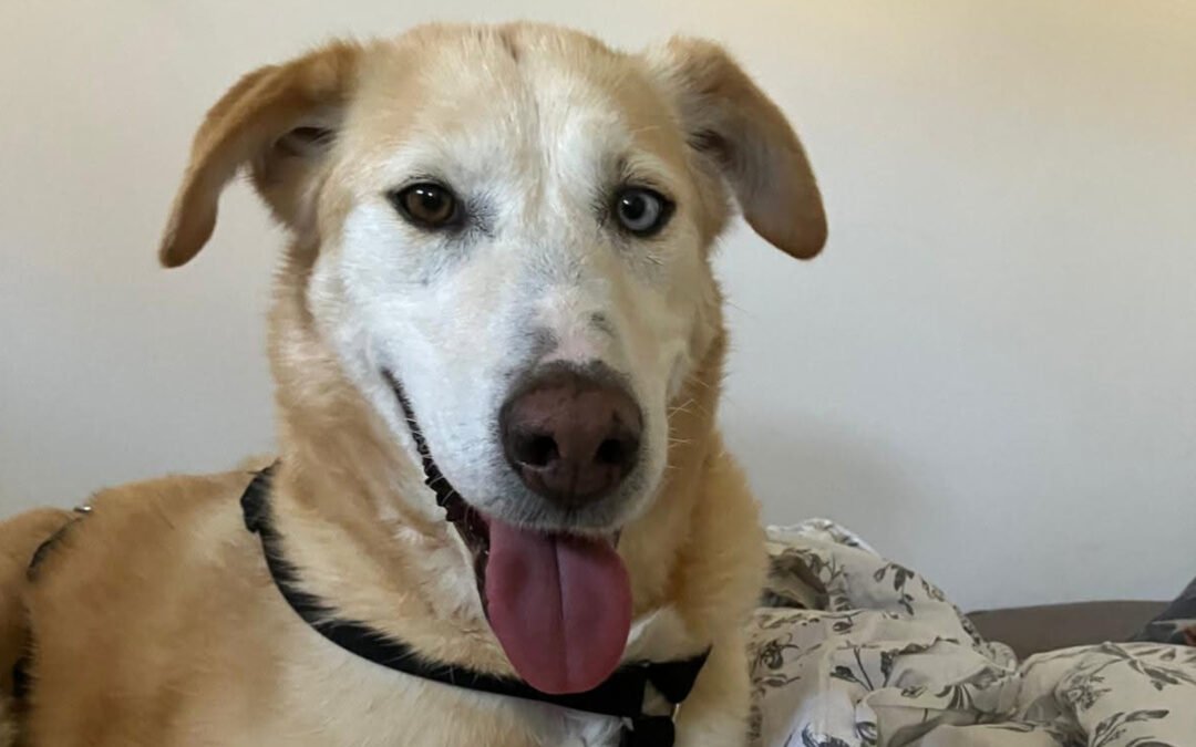 Nala ♀️ in 09648 Mittweida