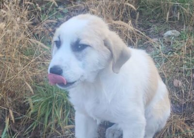 Namenspate gesucht 2 – Rüde