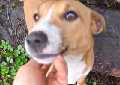 Namenspate gesucht 3 – Hündin