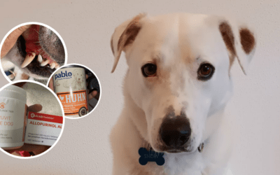 ❤️ Bitte hilf unserem Snow – spende für seine Tierarztkosten! ❤️