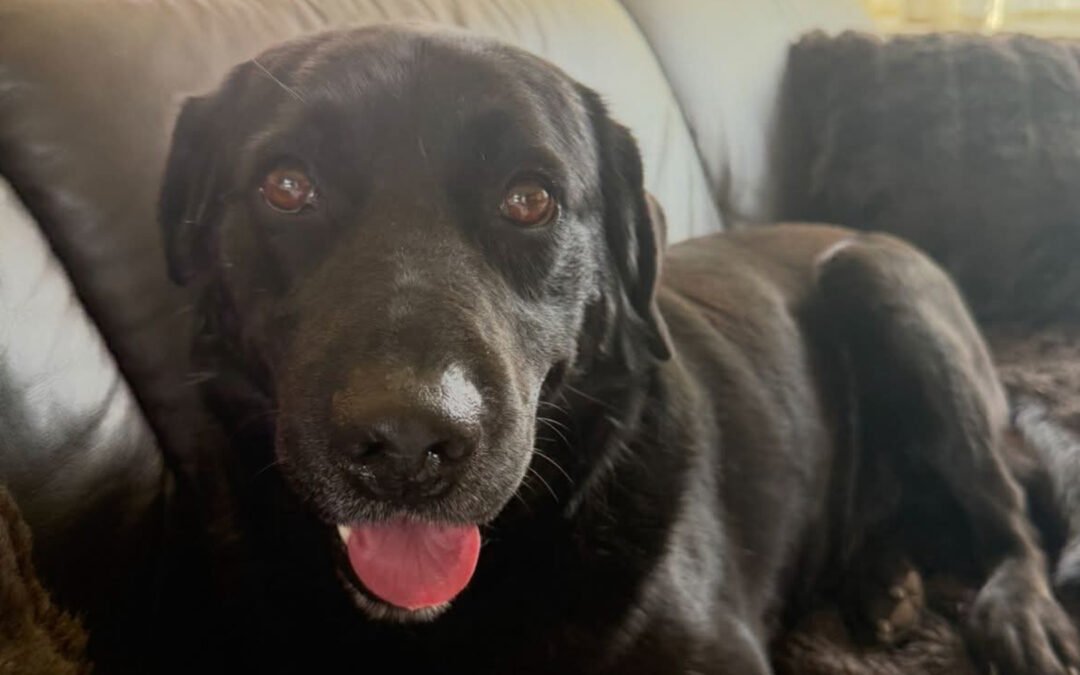 Archie ♂️ in 66583 Spiesen-Elversberg