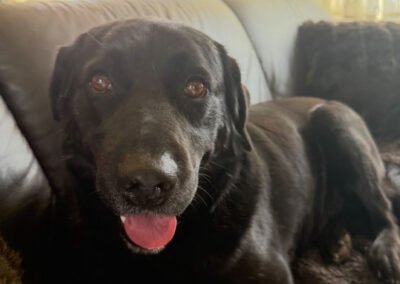 Archie ♂️ in 66583 Spiesen-Elversberg