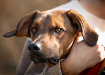 Lasko ♂️ in 22559 Hamburg