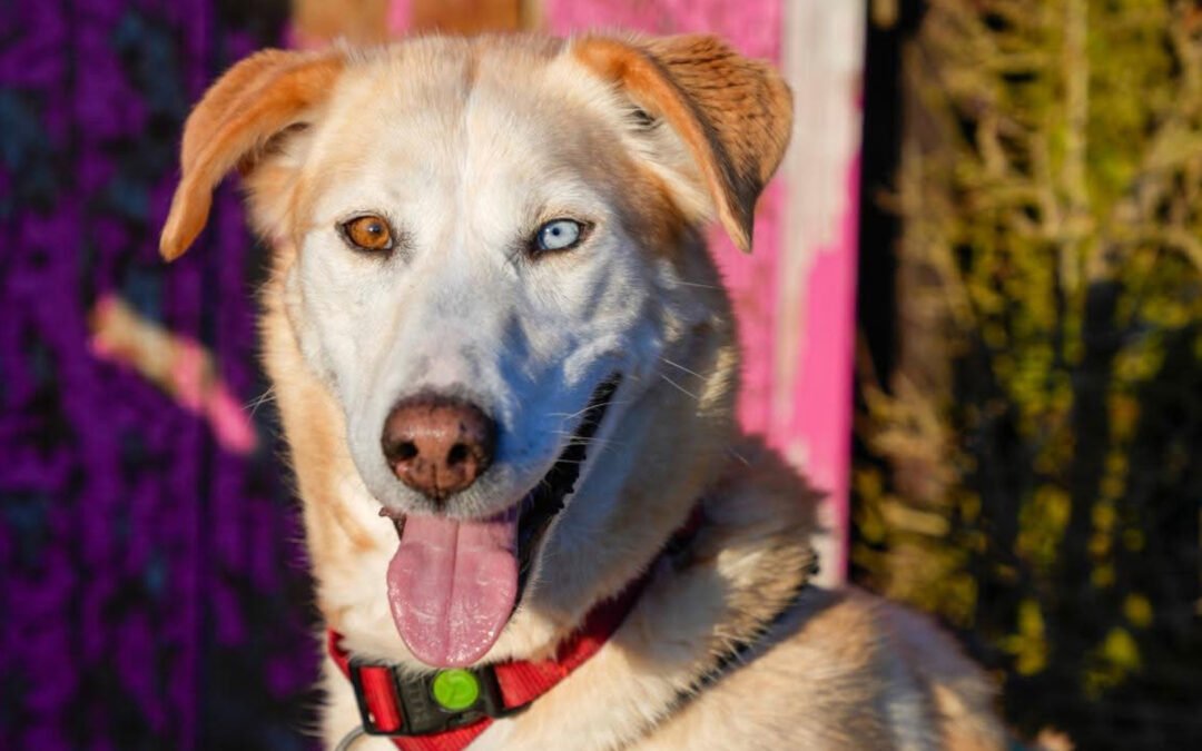 Nala ♀️ in 09648 Mittweida