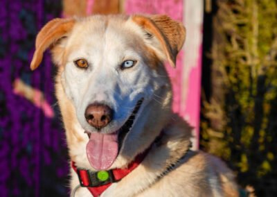 Nala ♀️ in 09648 Mittweida