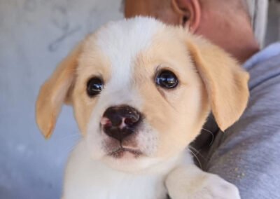 Namenspate gesucht 6 – Hündin