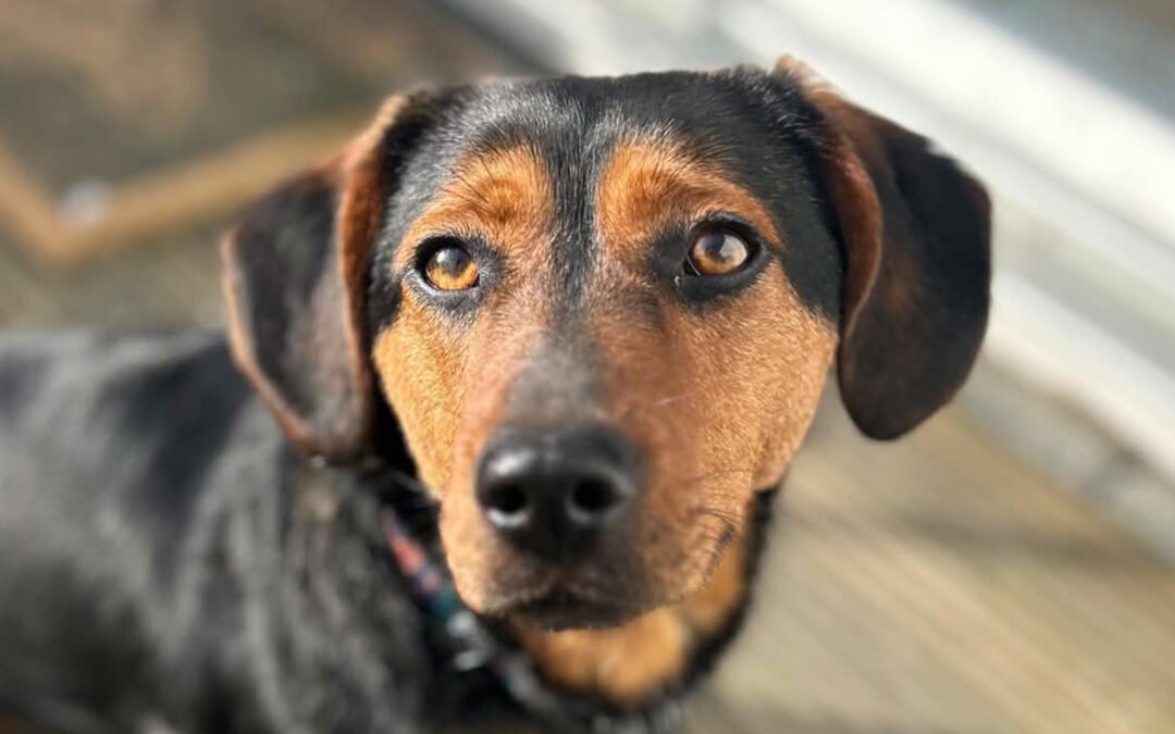 Tilly ♀️ in 48153 Münster