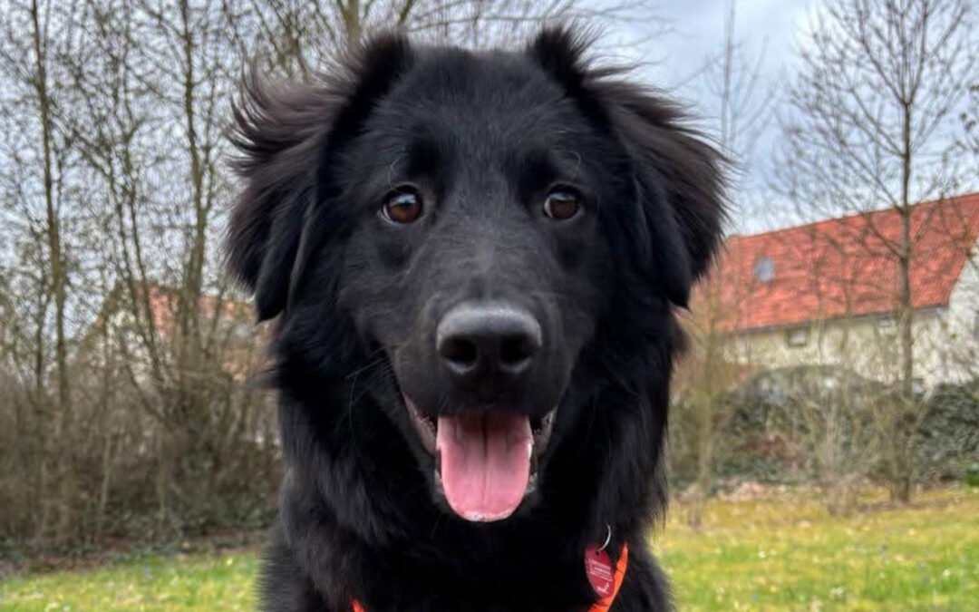 Junak ♂️ in 37130 Gleichen