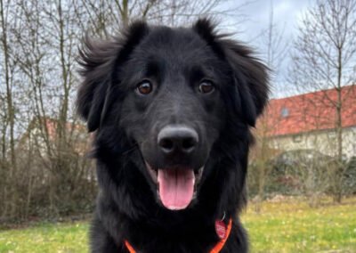 Junak ♂️ in 37130 Gleichen