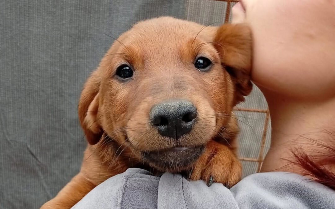 Namenspate gesucht 2 – Hündin