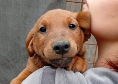 Namenspate gesucht 2 – Hündin